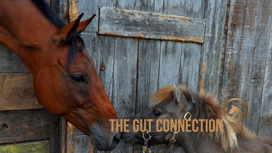 Lets Talk About the Gut Connection: Equine Health & Harmony